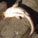 Eel Tail Barbel