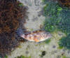 Juvenile Koester Rockcod