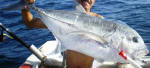 Giant Kingfish (Trevally) GT - Ignobilis