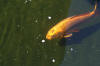 Very large South African Koi