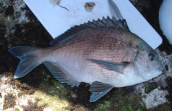 Bronze Bream Eastern Cape Conservation