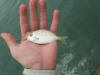 Beautiful Cape Stumpnose