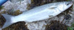 Southern Mullet (Harder)