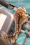 Honeycomb (Dwarf Spotted Rockcod - Grouper