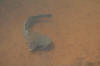Barbel (Sharptooth Catfish) swimming in Letaba River