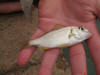 Juvenile Pinky (Olive Grunter, Piggy)