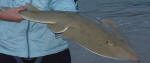 Lesser Sand shark (Guitarfish)