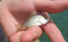 Smallest Grunter Species In South Africa - Piggy