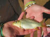 Common Carp Juvenile Baby Fish