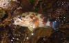 Koester Rockcod caught in Eastern Cape