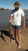 Sharptooth Catfish (Vaal Dam) Barbel