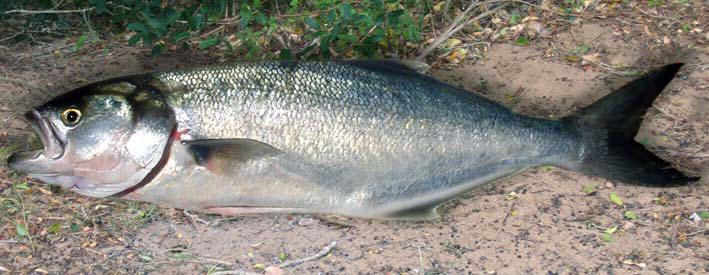 Photo's & Pictures Of South Africa's Shad (Elf, Tailor, Bluefish)