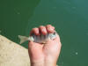 White Stumpnose Juvenile caught in estuary