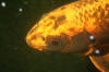 Close up of a big South African Koi