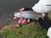 Small Rainbow Trout