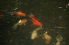 Different colour South Africa Goldfish