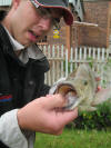 Mozambique Tilapias big mouth