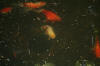 South African Common Goldfish In A Pond