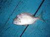 Juvenile Cape Stumpnose (Flattie)