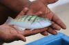 Sixbar Wrasse