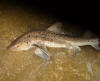 Large Spotted Gully Shark landed by a fisherman