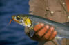 Springer (Skipjack) caught on fly