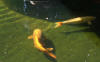 2 South African Koi In great Condition