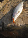 Rainbow Trout caught on Orange Zonker
