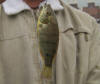 Juvenile Blue Kurper (Mozambique Tilapia)