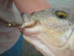 Blue Kurper caught on fly in kasouga river