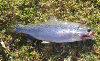 Orange woolly bugger rainbow trout