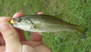 Micro Fishing Bass Artlure