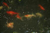 Big South African Pond Goldfish