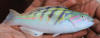 Sixbanded Wrasse