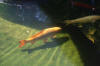 South African Koi Pond Fish