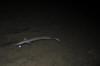 Cape Conger Eel (Conger wilsoni)