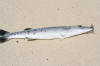 Beautiful Pickhandle (Slender) Barracuda