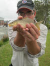 Juvenile Common Carp just after spawn