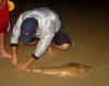 Measuring a Lesser Sandshark (Guitarfish)