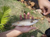 Loskop Dam Largescale Yellowfish