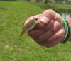 Small Juvenile Baby Largemouth Bass