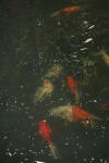 Goldfish In A South African Koi Pond