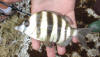 Zebra (Wildeperd) Fish caught off the rocks