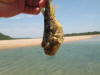 Evile Eyed Puffer Fish Kosi Bay estuary