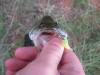 Largemouth Bass close up of teeth