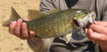 Smallmouth Bass