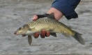 Smallmouth Yellowfish