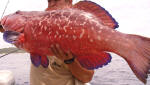 Marbled Coral Rockcod - Grouper