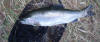 2.3 kilogram South African Rainbow trout