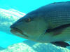 Twinspot (Bohar) Snapper